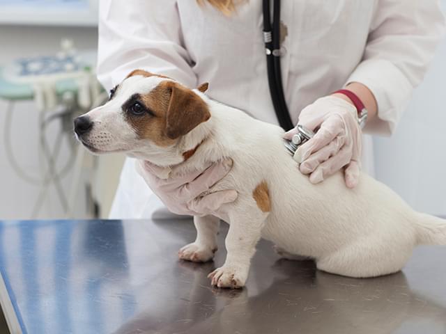 動物病院でトリミングを経験 ペットライフのパートナーに