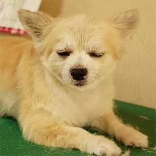 ドッグケアWellup